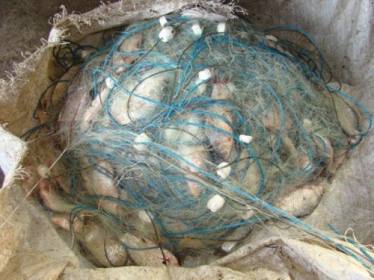 Cercetat de poliţiştii din Rasova pentru deţinere de plase tip monofilament
